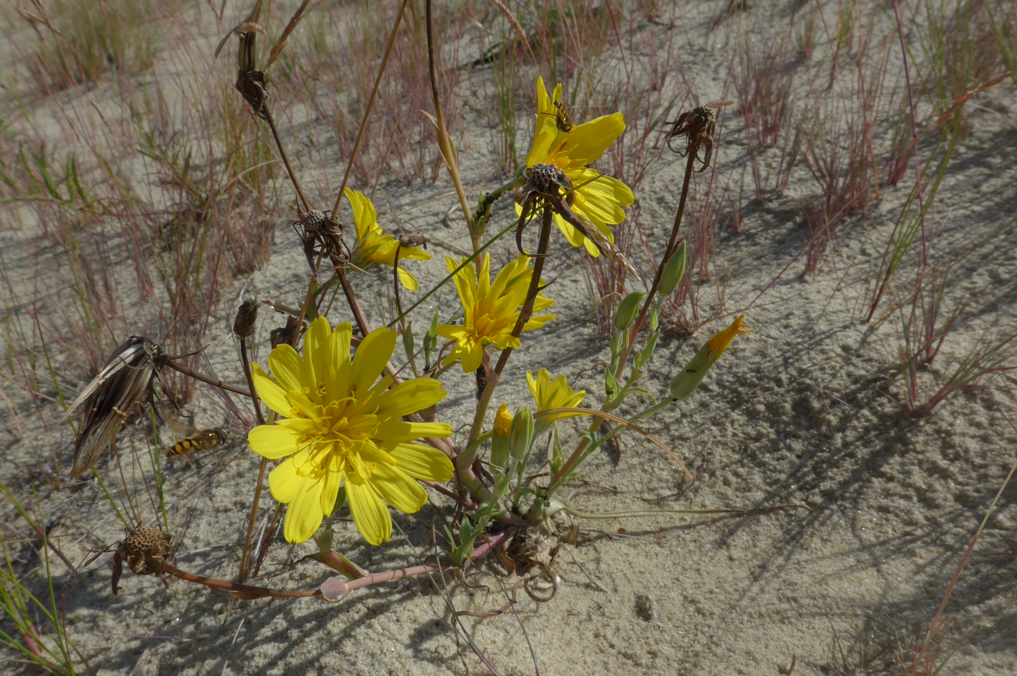 kozí brada Tragopogon heterospermus